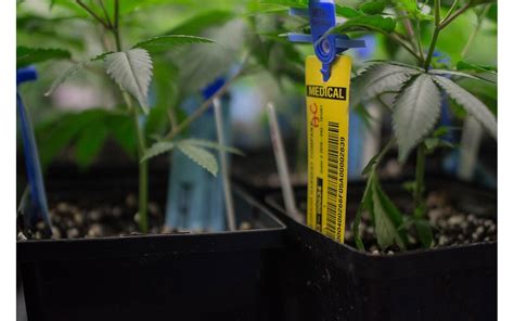 rfid tagging marijuana plants|marijuana rfid labeling.